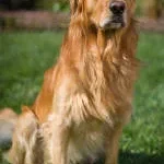 Golden Bay Restaurants and Management Inc. company logo